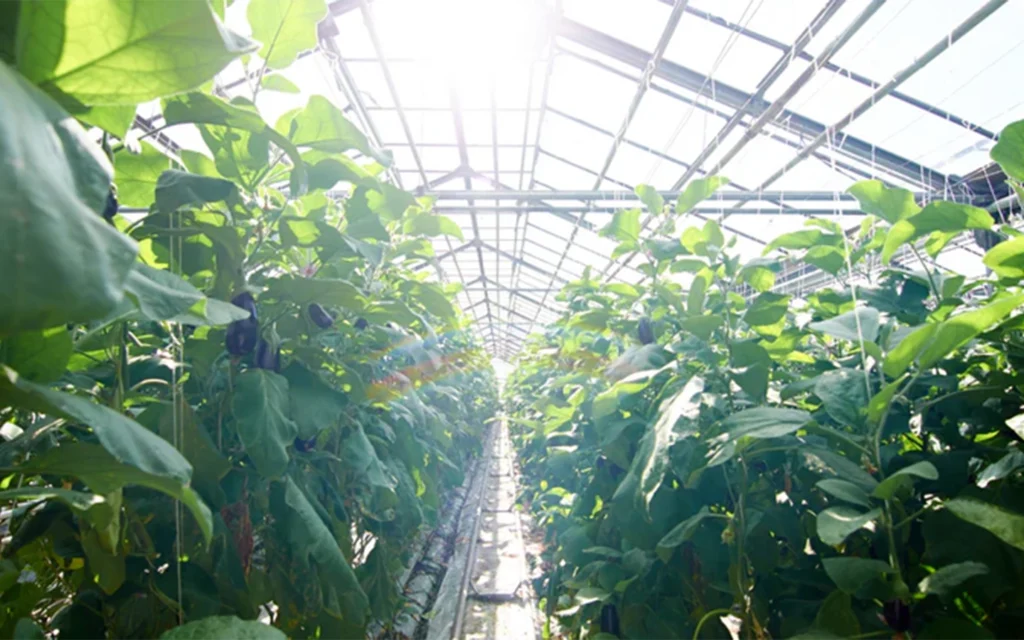 Blue LED Grow Lights