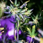 The Role of Blue LED Grow Lights in Enhancing Plant Growth